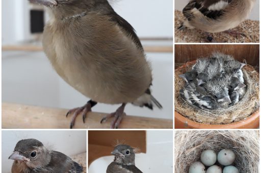 Terugblik op het kweekseizoen 2019